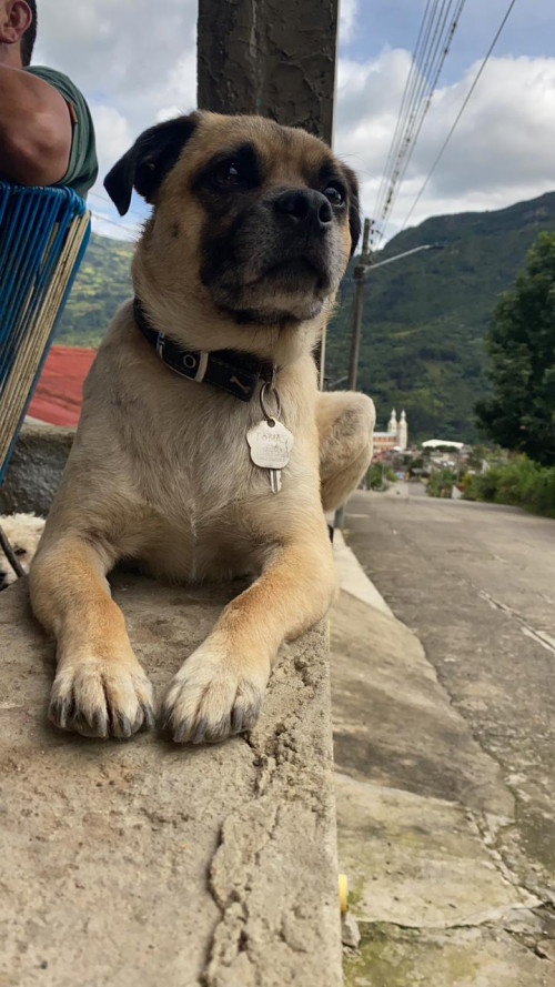Tobias