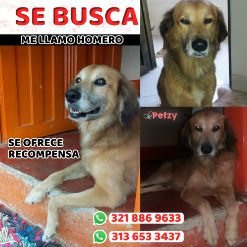 Foto de mascota Homero