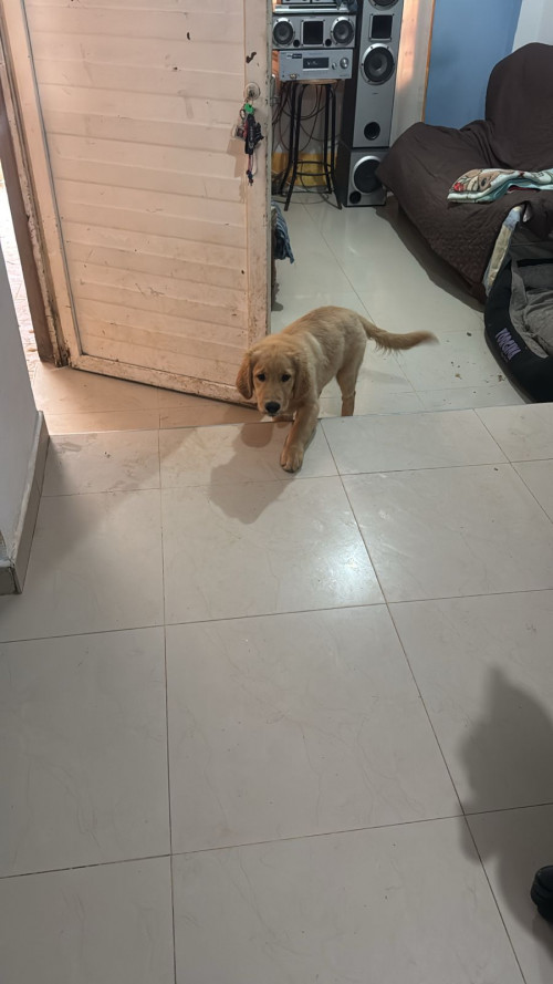 Apolo