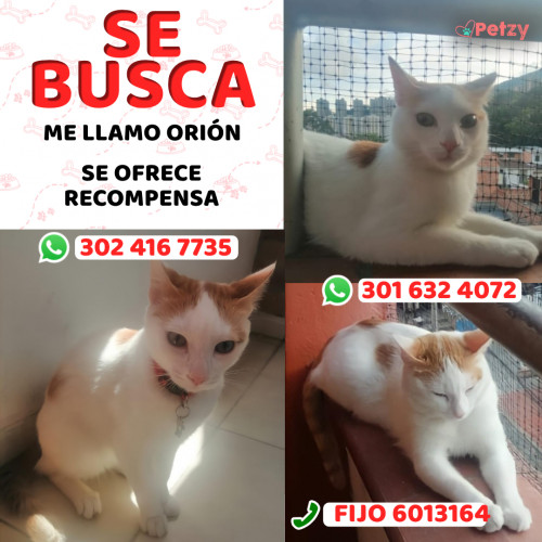 Foto de mascota Orión 