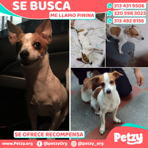 Foto de mascota Pinina