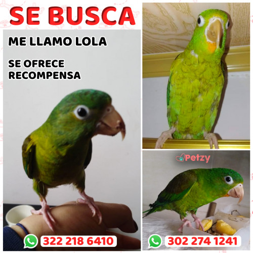 Foto de mascota Lola