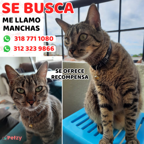 Foto de mascota Manchas