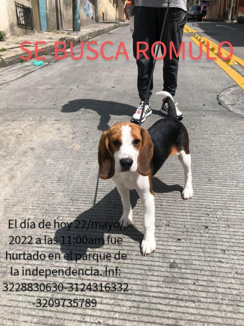Romulo