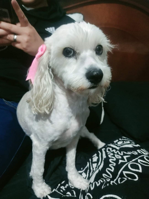 Maily