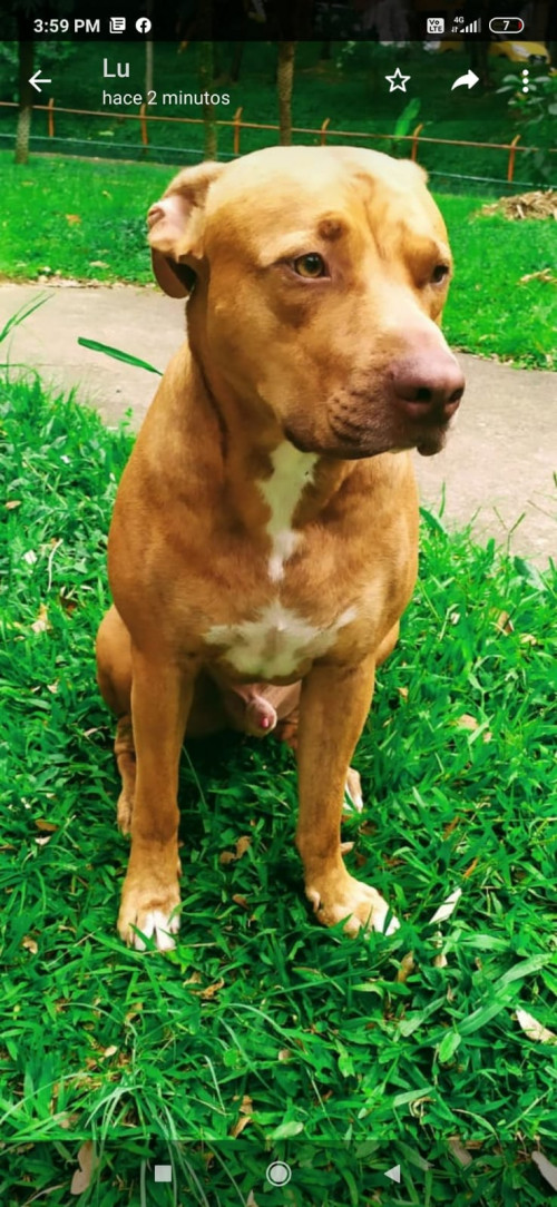 Oliver 