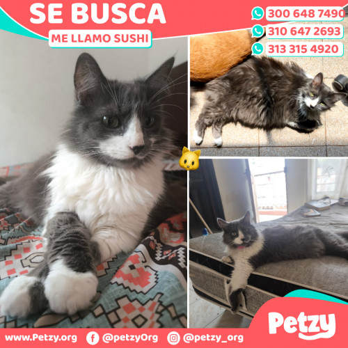 Foto de mascota Sushi