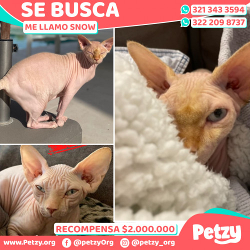 Foto de mascota Snow