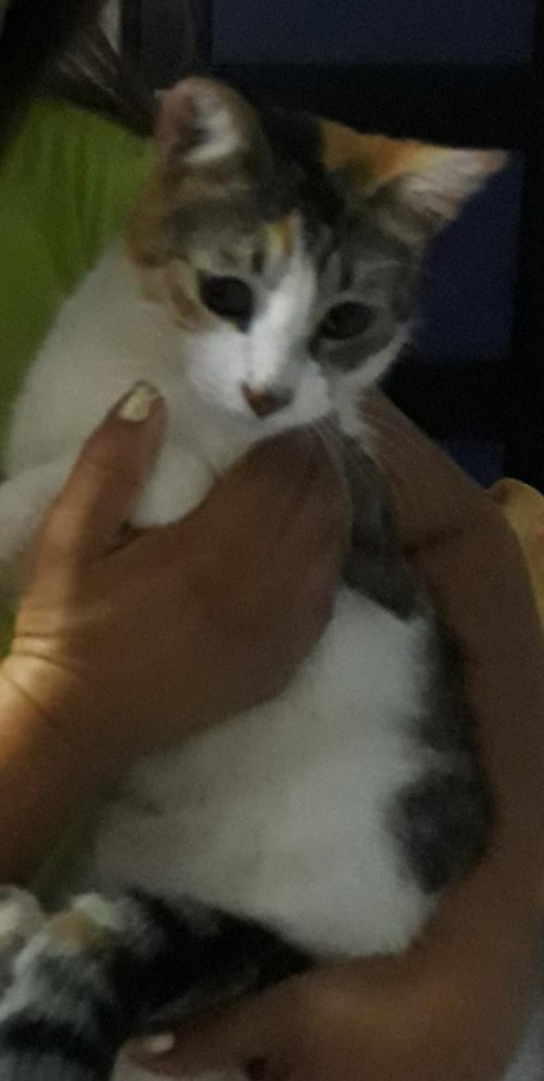 Nala