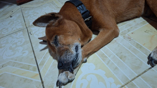 Teo