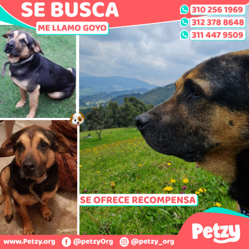 Foto de mascota Goyo