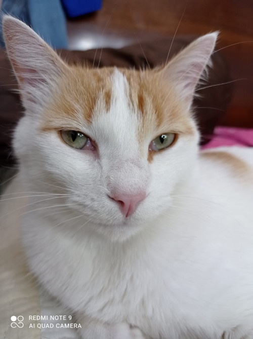Milu