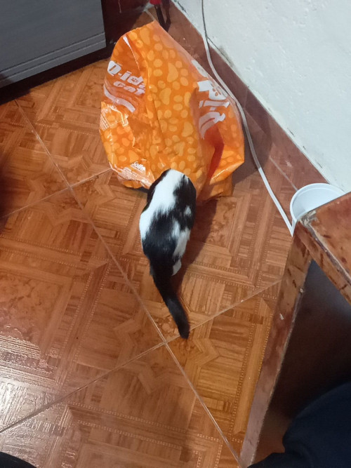 Ágata