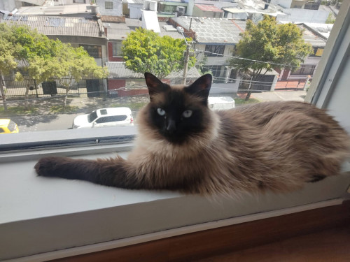 Malu