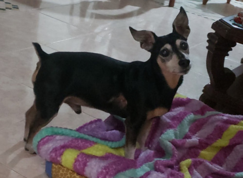 Paco