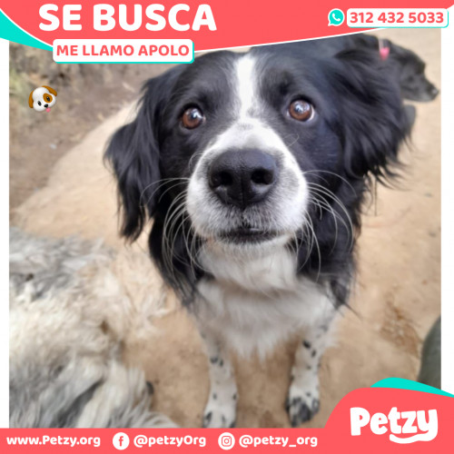 Foto de mascota Apolo