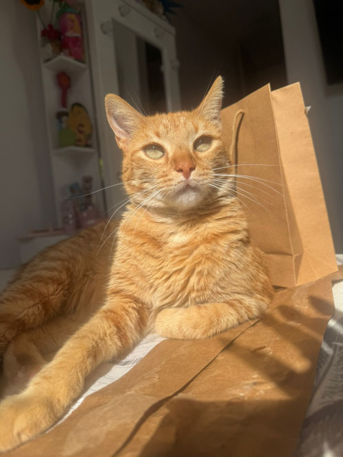 Toby
