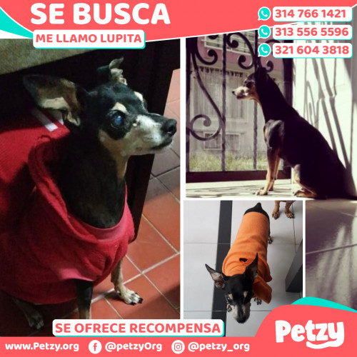 Foto de mascota Lupita