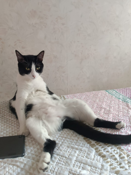 Merlin