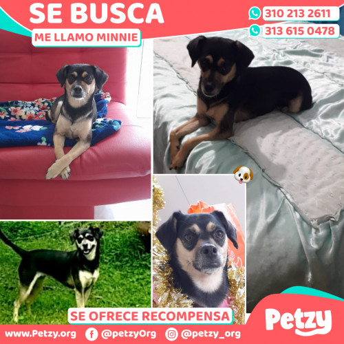 Foto de mascota Minnie