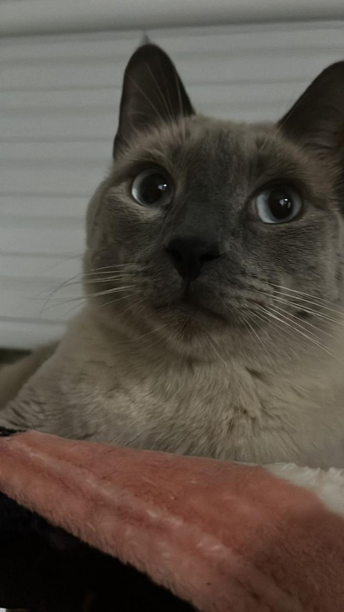 Loki