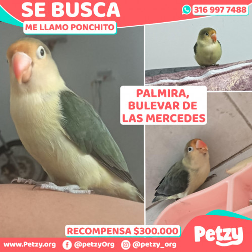 Foto de mascota Ponchito