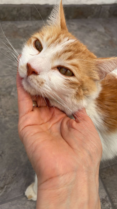 Michi
