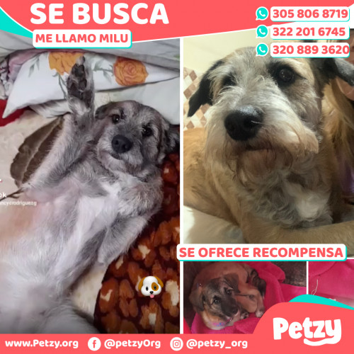 Foto de mascota Milu