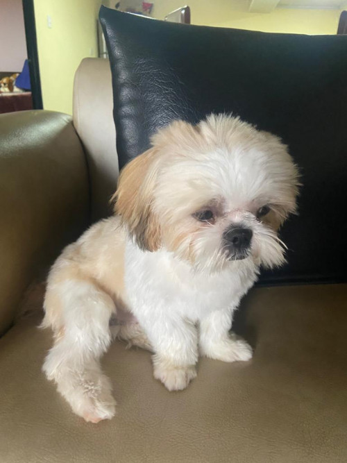 Toby
