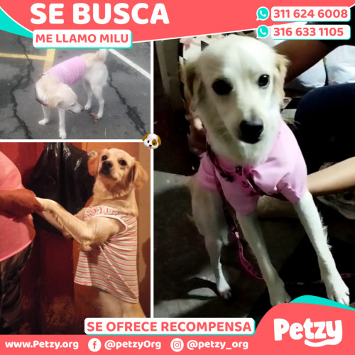 Foto de mascota Milu