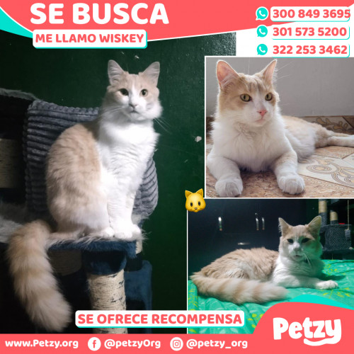 Foto de mascota Wiskey