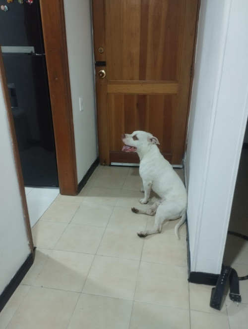 La Familia De Este Perrito