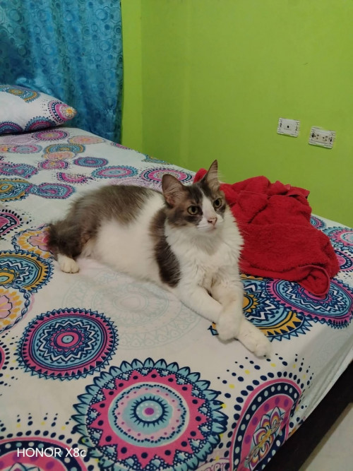 Oscar