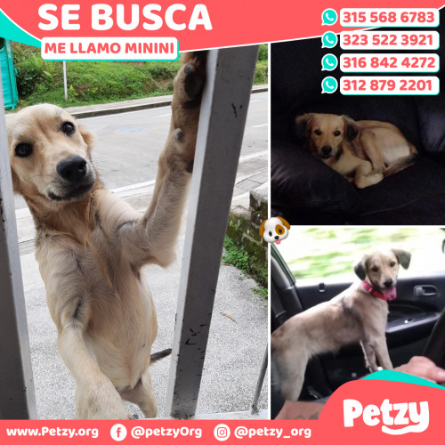 Foto de mascota Minini