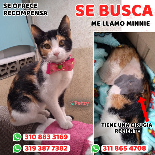 Foto de mascota Minnie