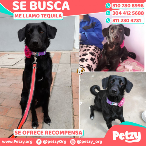 Foto de mascota Tequila