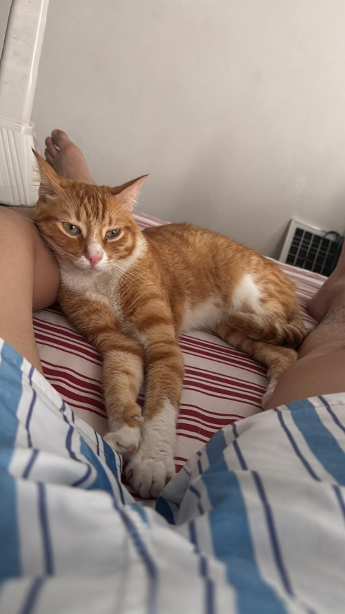 Simba