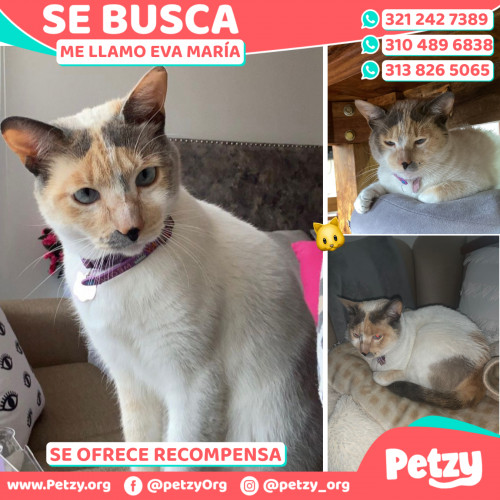 Foto de mascota Eva María