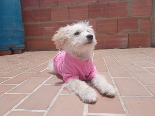 Morita