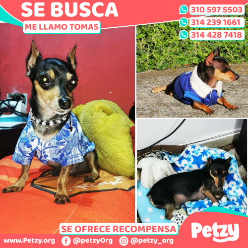 Foto de mascota Tomas