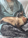 Foto de Peluso O Cosita Linda en Envigado Antioquia #3