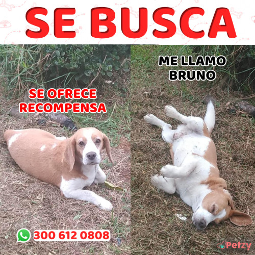 Foto de mascota Bruno