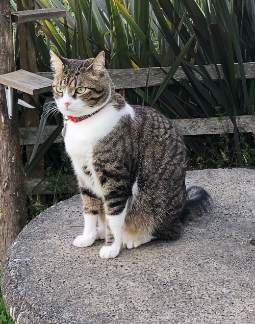 Loki