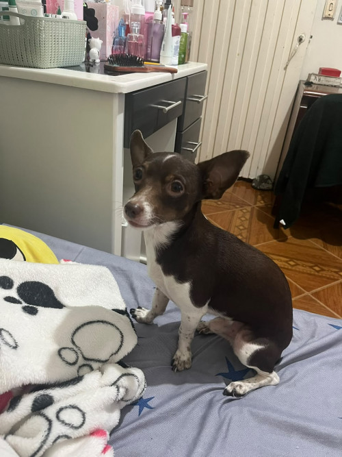 Milo