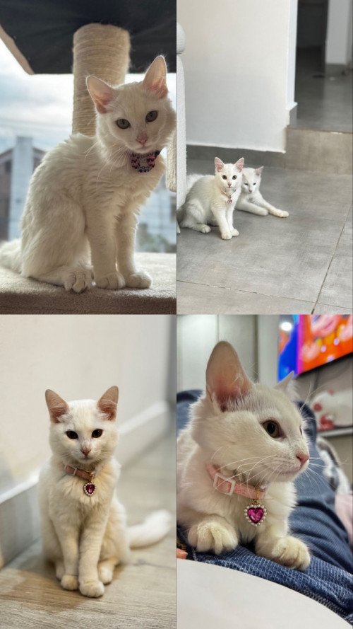 Mimi