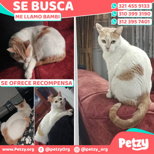 Foto de mascota Bambi