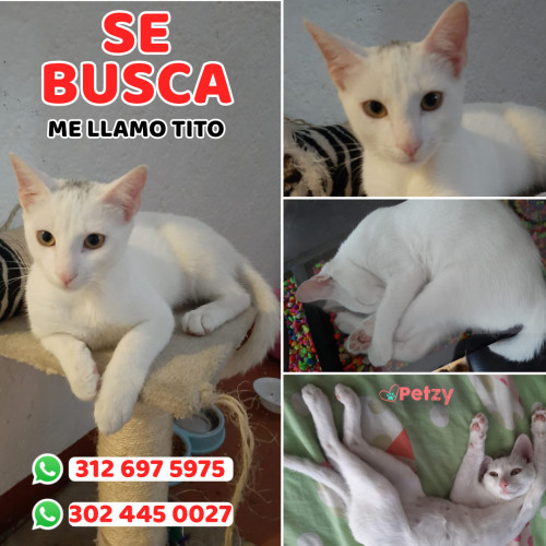 Foto de mascota Tito