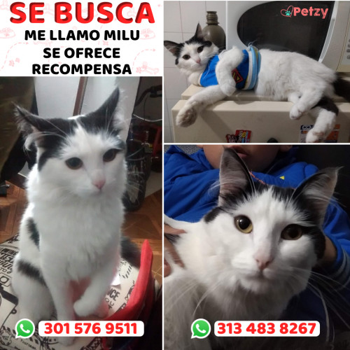 Foto de mascota Milu