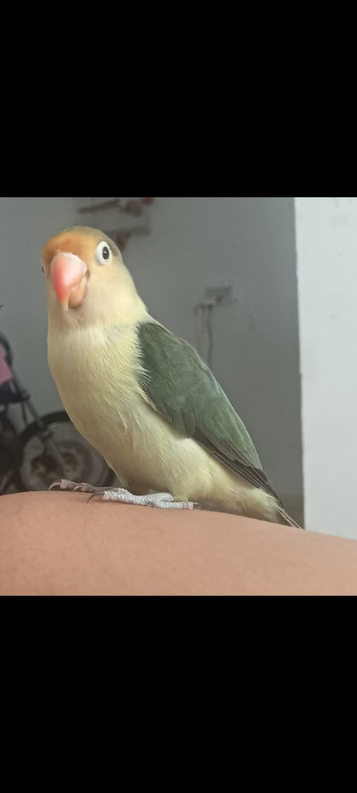 Ponchito