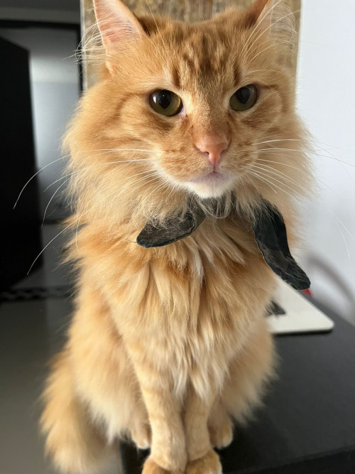 Simba
